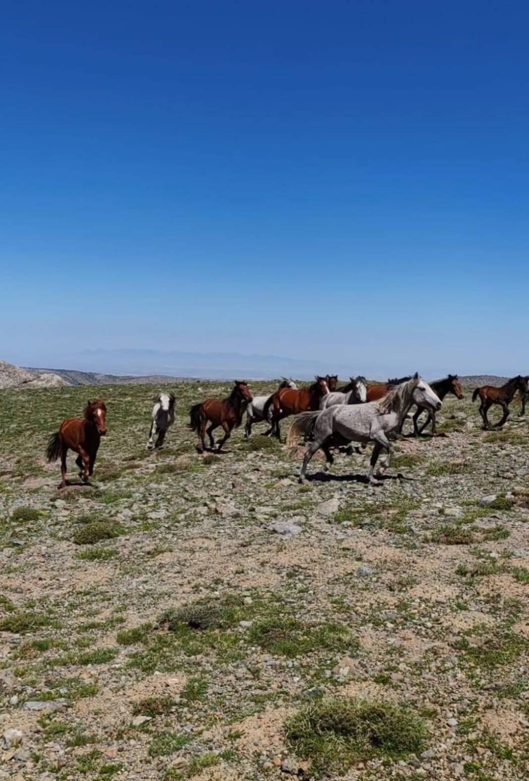 Konya’da doğanın özgür ruhu! Yılkı atları yakından görüntülendi 4
